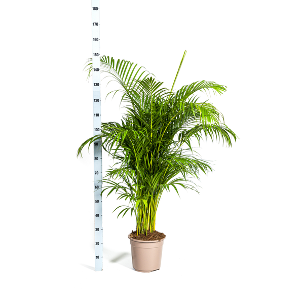 Dypsis Lutescens "Goldfruchtpalme" - 〈⭥160cm〉