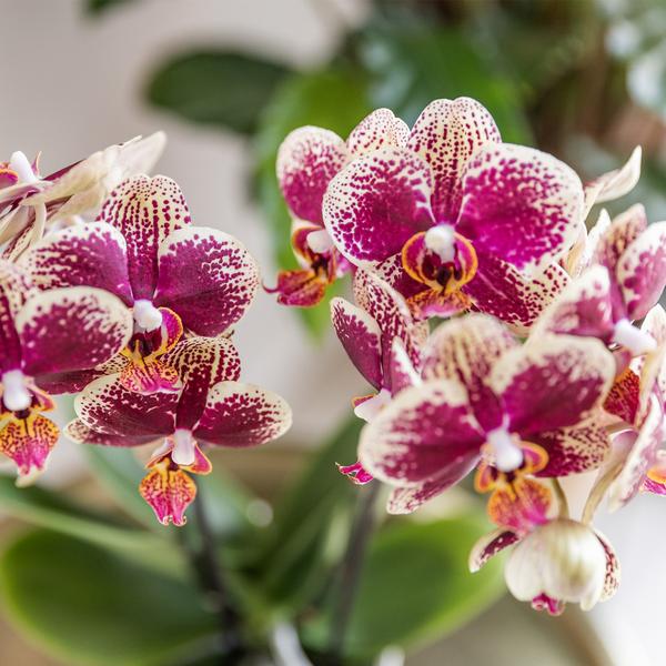 Phalaenopsis Orchidee - gelb/rote Orchidee "Spanien" - (Ø9cm)