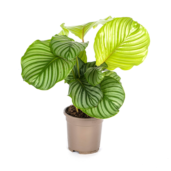 Calathea Orbifolia - (Ø17cm, ⭥50cm)