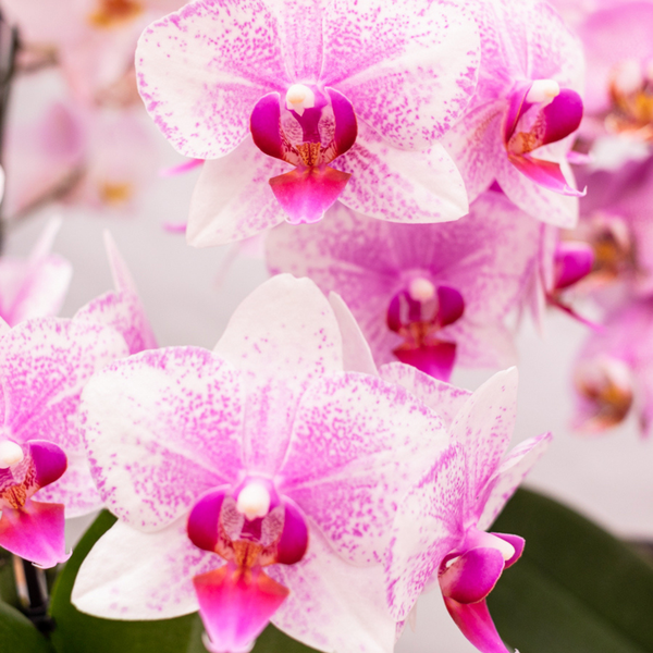 Phalaenopsis Orchidee - rosa Orchidee "Mineral Rotterdam" - (Ø9cm)