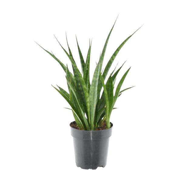 Pflanzenset "Sansevieria Kollektion" - 5 pflegeleichte Sansevieria - (Ø10,5-12cm, ⭥33-50cm)