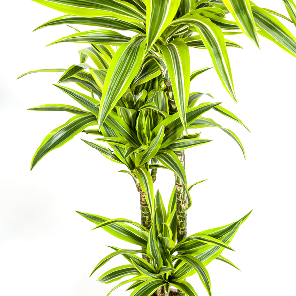 Dracaena Deremensis "Lemon Lime" - Drachenbaum - 〈⭥140cm〉