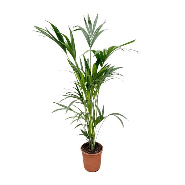 Howea Forsteriana "Kentia Palme" - (Ø24cm, ⭥170cm)