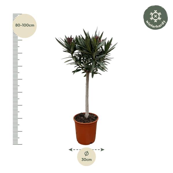 Nerium Oleander "Rote Blüte" - 〈⭥90cm〉