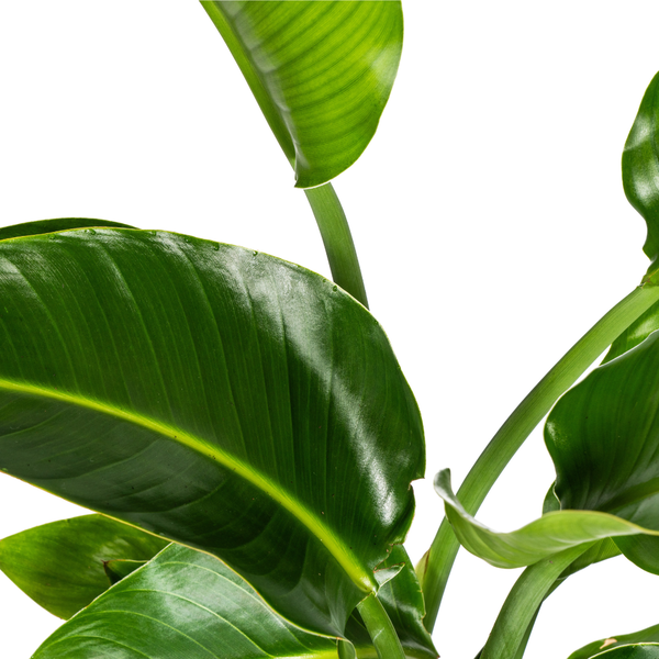 Strelitzia Nicolai - "Paradiesvogelblume" - ⭥100cm