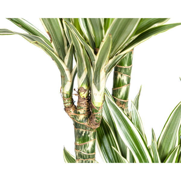 Dracaena Deremensis "White Stripe" - Drachenbaum - (Ø27cm, ⭥180cm)