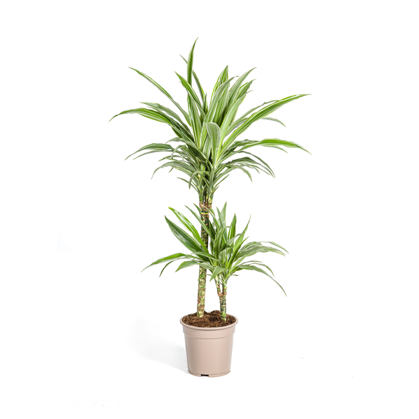 Pflanzenset "Dracaena 80cm Trio" - Pflegeleicht - Hawaiian Sunshine + Lemon Lime + White Stripe