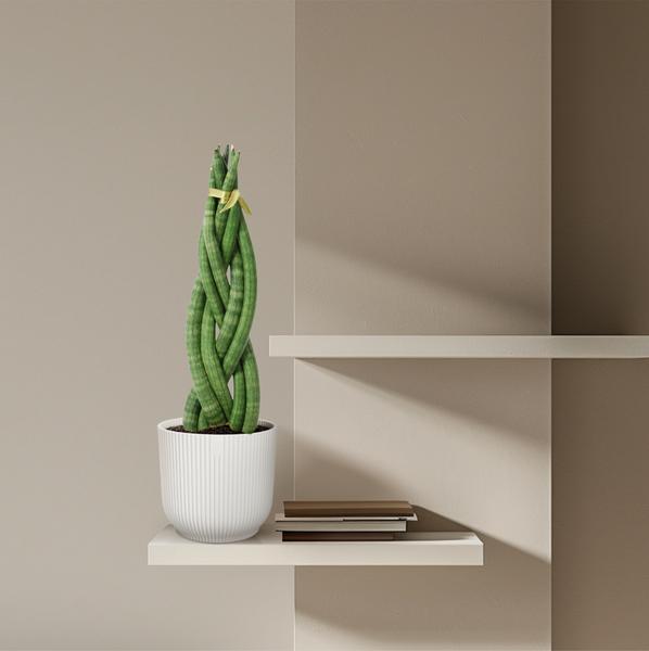 Sansevieria Cylindrica "Twist" - Bogenhanf - (Ø10,5cm, ⭥46cm)