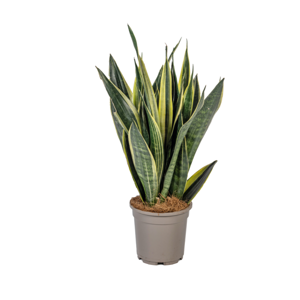 Sansevieria Trifasciata "Canary" - Bogenhanf - (Ø17cm, ⭥55cm)