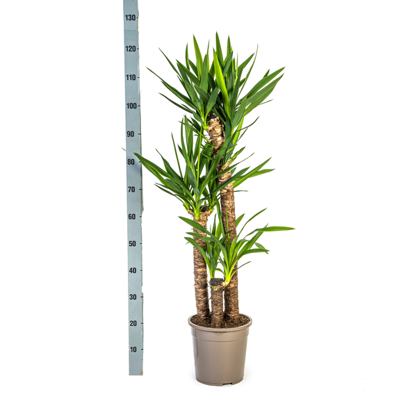 Yucca Elephantipes "Palmlilie" - (Ø24cm, ⭥130cm)