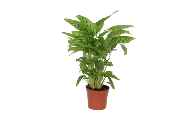 Pflanzenset "Calathea Blattduo 1" - Tierfreundlich - Calathea Leopardina + Bluegrass