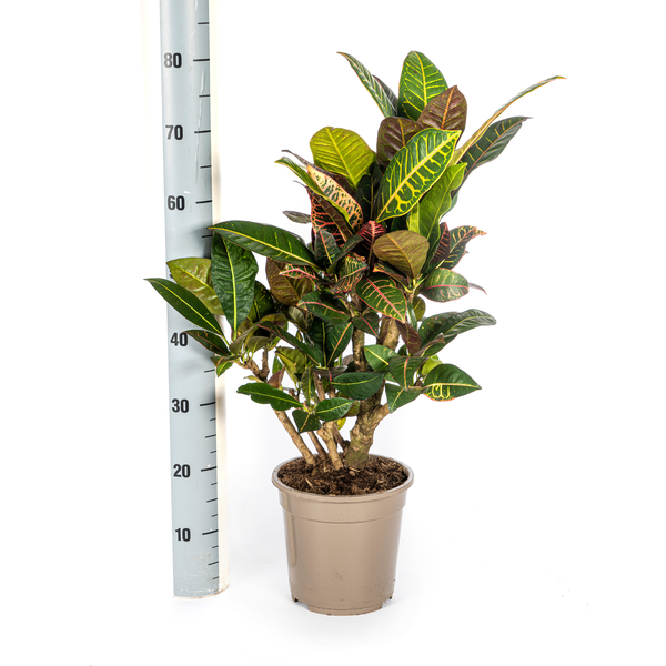 Codiaeum Variegatum "Petra" - Croton - (Ø21cm, ⭥80cm)