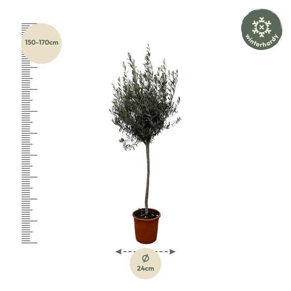 Olea Europaea "Olivenbaum" - (Ø24cm, ⭥160cm)