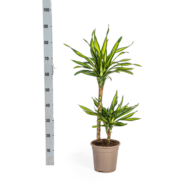 Dracaena Deremensis "Rikki" - Drachenbaum - (Ø19cm, ⭥80cm)