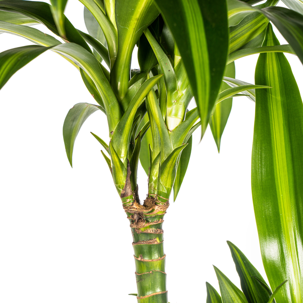 Dracaena Deremensis "Hawaiian Sunshine" - Drachenbaum - (Ø24cm, ⭥140cm)