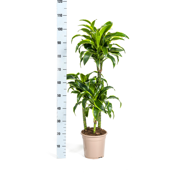 Dracaena Deremensis "Dorado" - Drachenbaum - (Ø21cm, ⭥110cm)