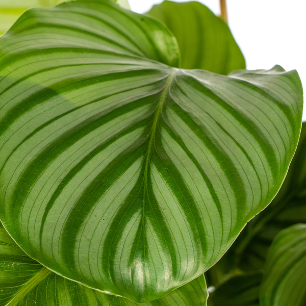 Calathea Orbifolia - (Ø17cm, ⭥50cm)