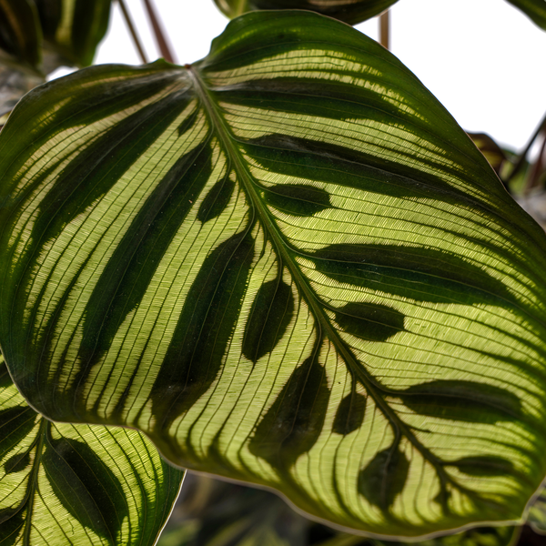 Calathea Makoyana "Pfauen-Korbmarante" - 〈⭥45cm〉