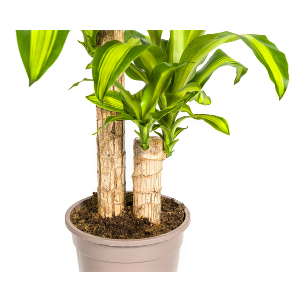 Dracaena Fragrans "Massangeana" - Drachenbaum -  (Ø19cm, ⭥80cm)