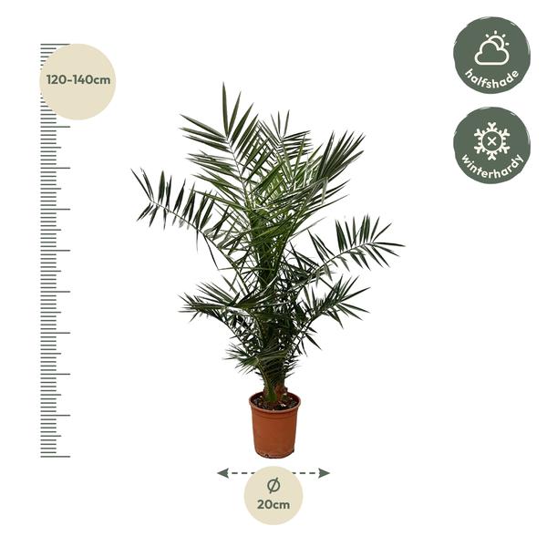 Phoenix Canariensis "Kanarische Dattelpalme" - 〈⭥130cm〉