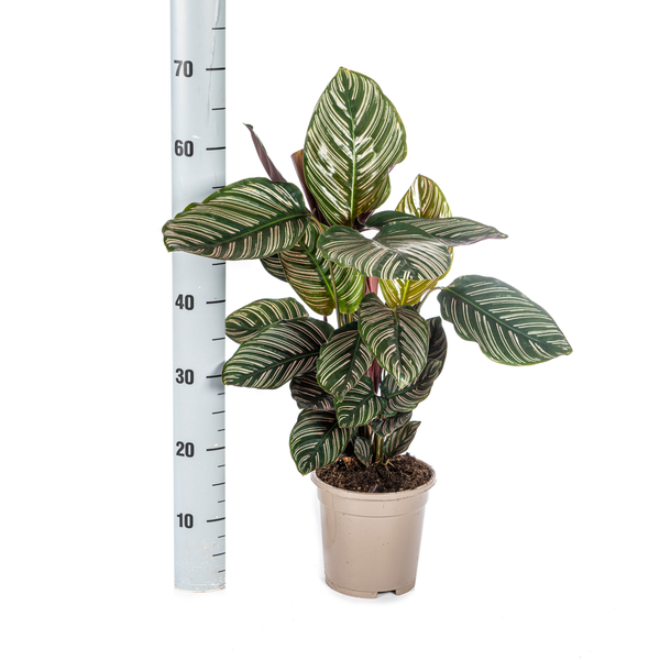 Calathea Sanderiana - (Ø17cm, ⭥50cm)