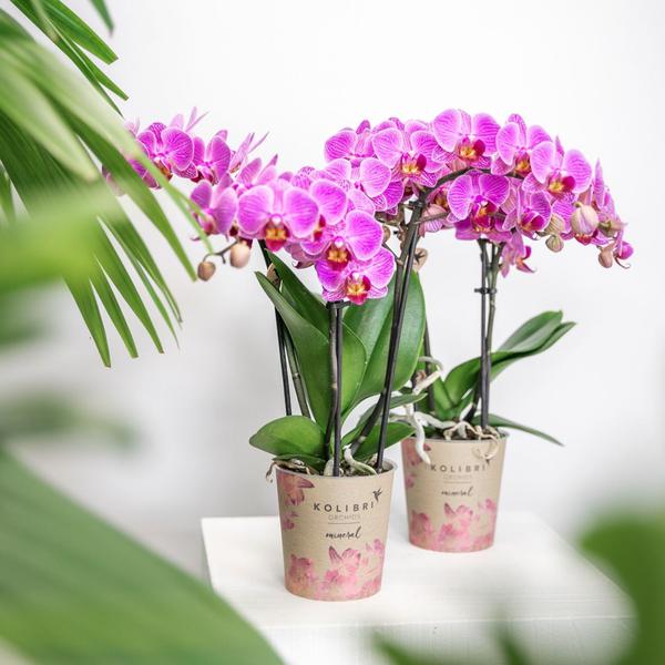 Phalaenopsis Orchidee - lila/rosa Orchidee "Mineral Vienna" - (Ø9cm)