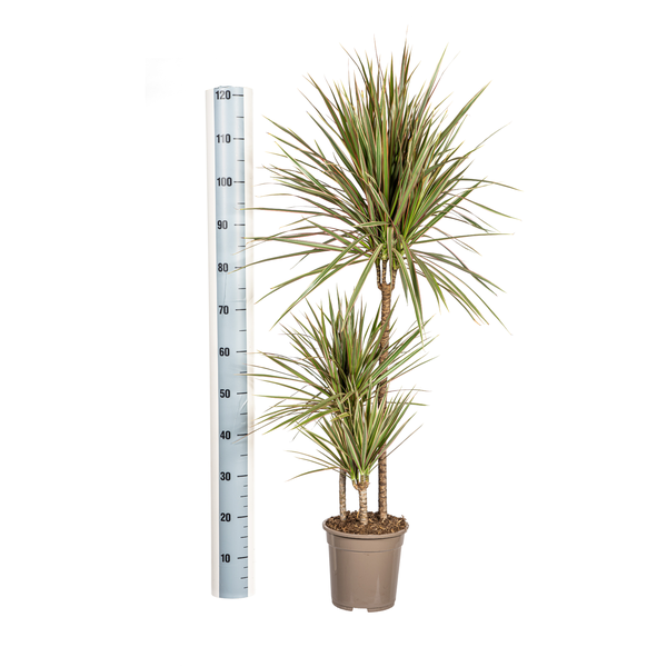 Dracaena Marginata "Bicolor" - Drachenbaum - (Ø21cm, ⭥120cm)