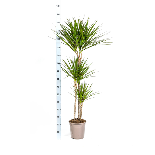 Dracaena Marginata "Green" - Drachenbaum - (Ø24cm, ⭥140cm)