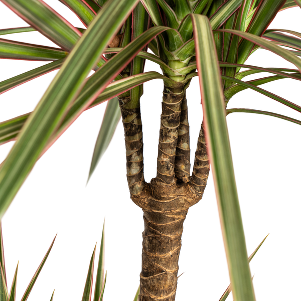 Dracaena Marginata "Bicolor" - Drachenbaum - (Ø21cm, ⭥120cm)