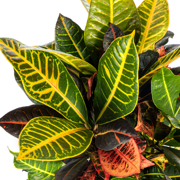 Croton Petra - Wunderstrauch - 〈⭥50cm〉