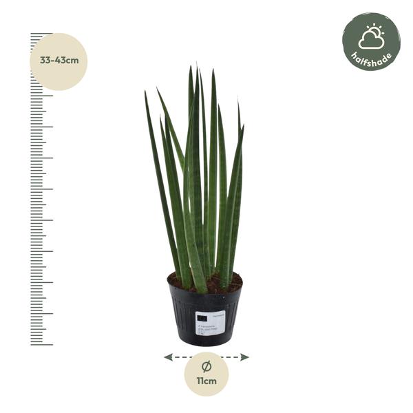 Pflanzenset "Sansevieria Kollektion" - 5 pflegeleichte Sansevieria - (Ø10,5-12cm, ⭥33-50cm)