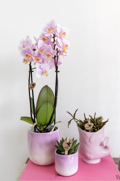 Phalaenopsis Orchidee - rosa Orchidee "Andorra" - (Ø9cm)