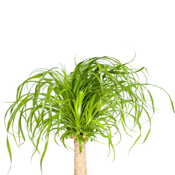 Beaucarnea Recurvata "Ponytail-Palme" - (Ø21cm, ⭥70cm)