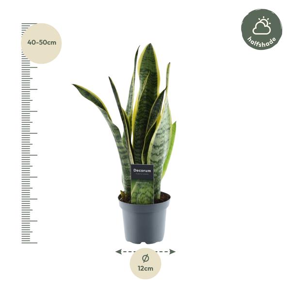 Sansevieria Laurentii - 〈⭥45cm〉