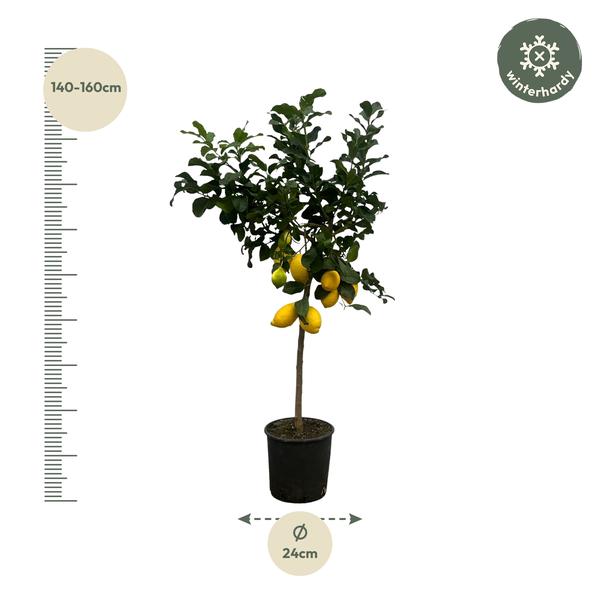 Citrus Calamondin "Kalamondin-Zitrus" - 〈⭥150cm〉