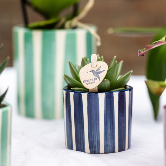 Keramik Pflanztopf Painted Stripe - Blau - Ø6cm