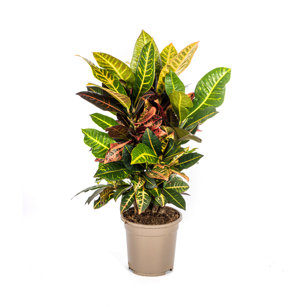 Codiaeum Variegatum "Petra" - Croton - (Ø17cm, ⭥50cm)