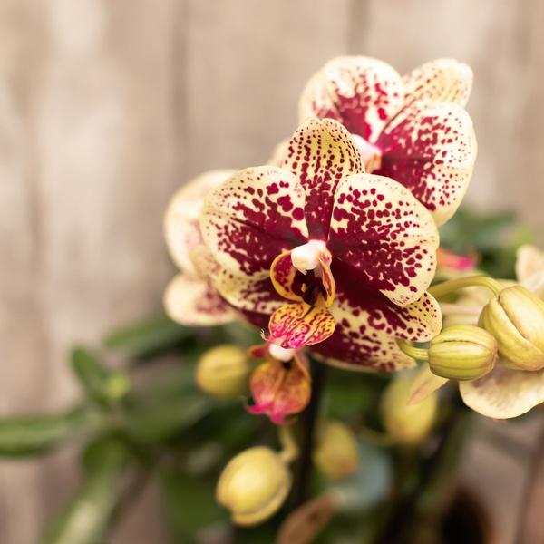 4 Stück - Phalaenopsis Orchideen - gelb/rote Schmetterlingsorchidee "Spanien" - 〈⭥35cm〉