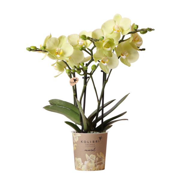 Phalaenopsis Orchidee - gelbe Orchidee  - (Ø9cm)