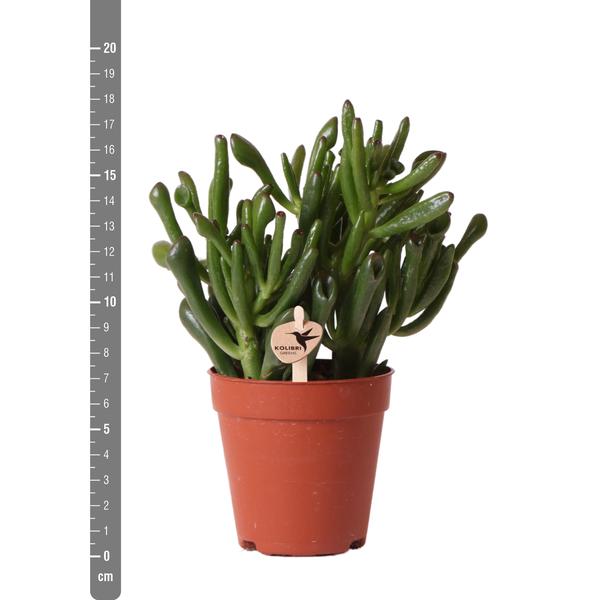 Sukkulente Crassula Ovata Hobbit "Löffelbaum" - 〈⭥18cm〉