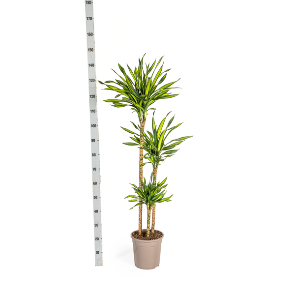 Dracaena Deremensis "Rikki" - Drachenbaum - 〈⭥140cm〉