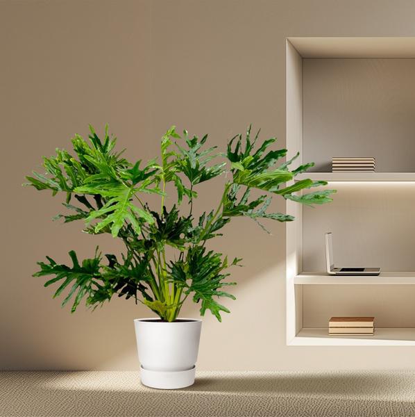 Philodendron Selloum "Baum-Philodendron" - (Ø30cm, ⭥160cm)