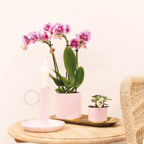 4er Set Phalaenopsis Orchideen - rosa/lila Orchidee "El Salvador" - (Ø9cm)