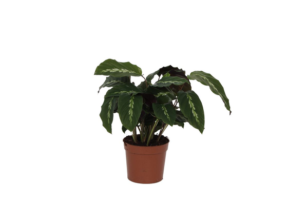 Pflanzenset "Calathea-Charme Trio" - Tierfreundlich - Calathea Maui Queen + Picturata + Leopardina