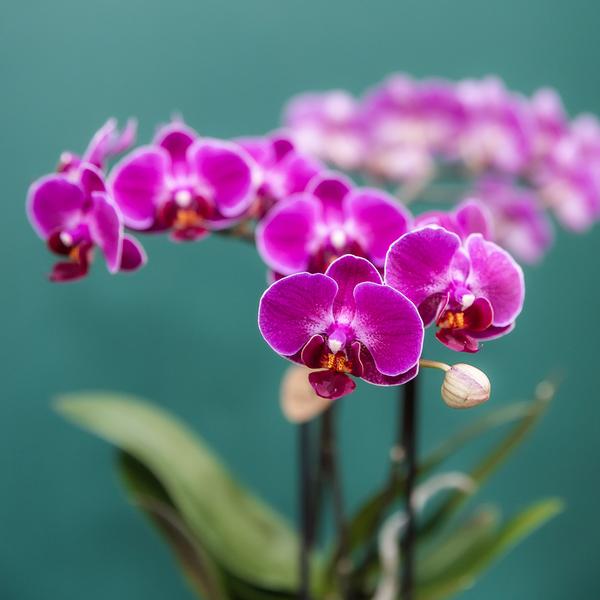 4 Stück - Phalaenopsis Orchideen - lila Schmetterlingsorchidee "Morelia"  - 〈⭥35cm〉