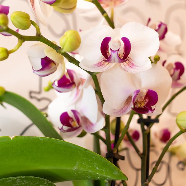 Phalaenopsis Orchidee - weiße Orchidee "Mineral Gibraltar" - (Ø9cm)