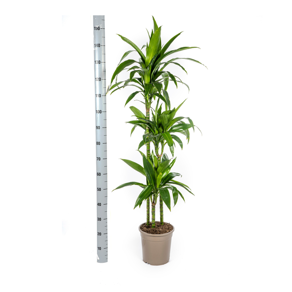 Dracaena Deremensis "Lisa" - Drachenbaum - (Ø24cm, ⭥140cm)