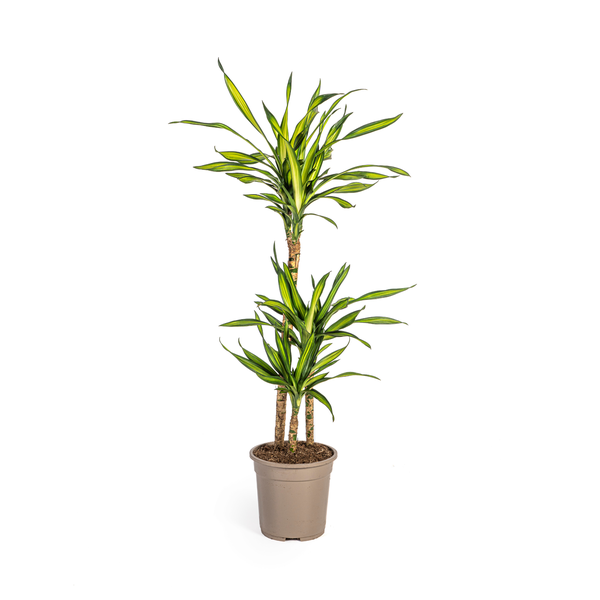 Dracaena Deremensis "Rikki" - Drachenbaum - (Ø21cm, ⭥100cm)