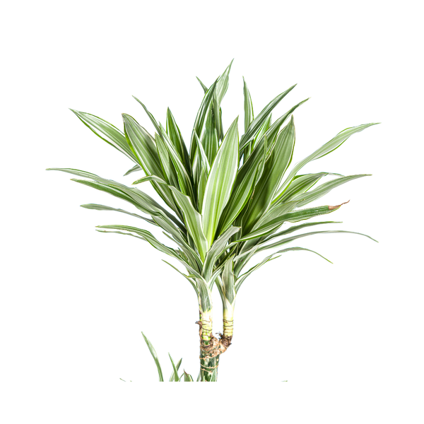 Dracaena Deremensis "White Stripe" - Drachenbaum - (Ø27cm, ⭥180cm)