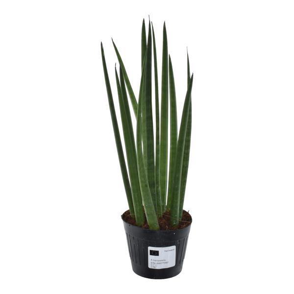 Pflanzenset "Sansevieria Kollektion" - 5 pflegeleichte Sansevieria - (Ø10,5-12cm, ⭥33-50cm)